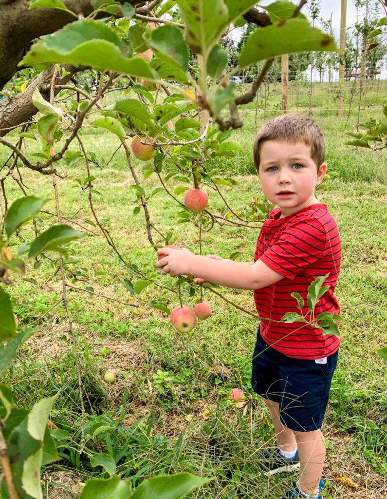 apple picking for kids